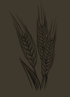 Wheat illustration